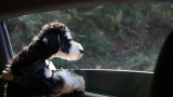 Family and Pet-Friendly Car Seat Covers: Protecting Against Spills and Messes