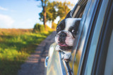 How to Plan a Dog Friendly Road Trip | ShearComfort