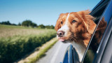 Say Goodbye to Sliding Seat Covers: Stabilizing Your Dog's Ride