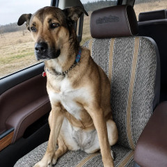 Saddle Blanket seat cover on truck passenger seat with dog seated, grey woven weave and tan vertical stripes.