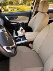 OEM seat covers in tan on Ford front buckets, textured diamond centers as a Border Collie sits on the passenger seat.