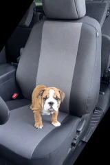 Atomic Pro-Tect seat covers on passenger seat, gray centers with black bolsters as a Bulldog puppy stands on the cushion.