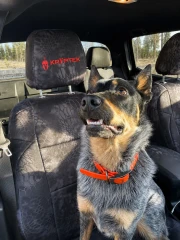 A dog sitting on a front seat protected by a Kryptek® "Typhon" camo seat cover, featuring a dark tactical pattern and a custom red embroidered logo on the headrest.