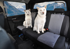 CORDURA 1000 Denier Xtra-Duty Seat Covers on rear seats with two dogs, durable pet-friendly protection.