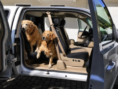 Two Golden Retrievers in a truck with tan and black CORDURA® seat covers, showcasing the material's extreme durability and resistance to pet wear and tear.