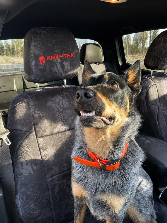 A dog sitting on a front seat protected by a Kryptek® "Typhon" camo seat cover, featuring a dark tactical pattern and a custom red embroidered logo on the headrest.
