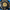 Recoil Starter Hyundai P1, blue for P1 P3500PWA