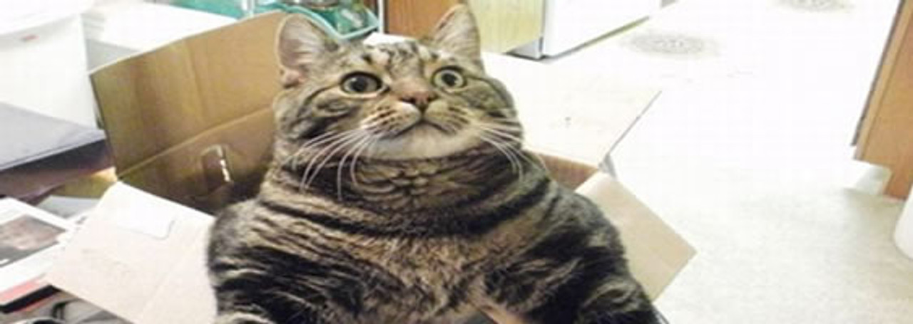 Cat sent in the post!!!! Cat sent in the post!!!!