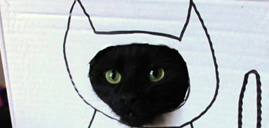 Meet Frank the office cat