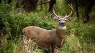 Do Deer Know When Hunting Season Starts?