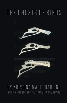 The Ghosts Of Birds