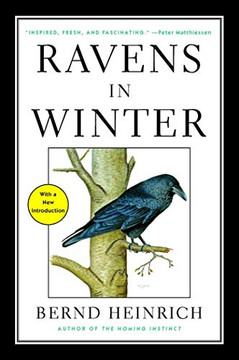 Ravens In Winter