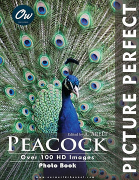 Peacock: Picture Perfect Photo Book