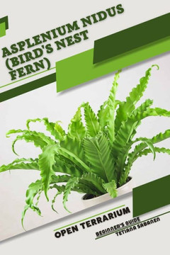 Asplenium nidus (Bird's Nest Fern): Open terrarium, Beginner's Guide