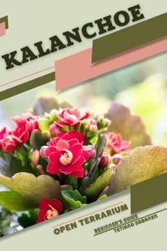 Kalanchoe: Open terrarium, Beginner's Guide