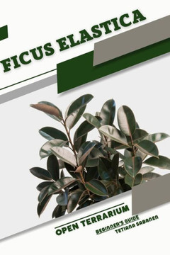 Ficus elastica: Open terrarium, Beginner's Guide