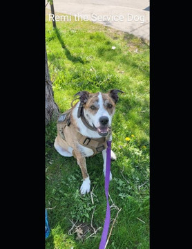 Remi the service dog: Goes for an ATV ride Remi the service dog: Goes for an ATV ride