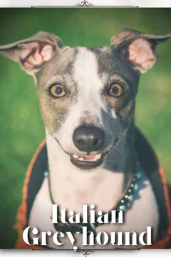 Italian Greyhound: Dog breed overview and guide Italian Greyhound: Dog breed overview and guide