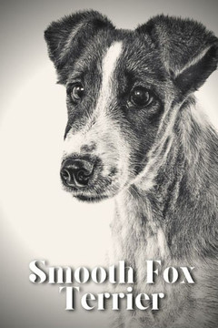 Smooth Fox Terrier: Dog breed overview and guide