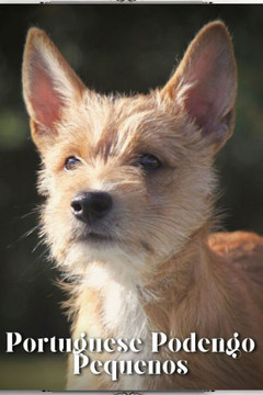 Portuguese Podengo Pequenos: Dog breed overview and guide