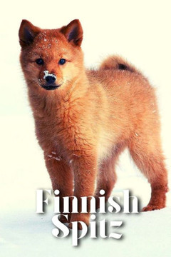 Finnish Spitz: Dog breed overview and guide