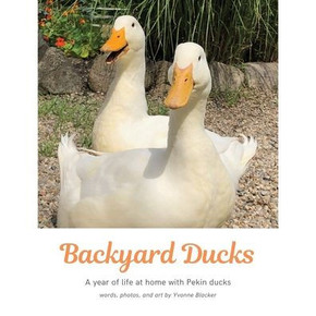 Backyard Ducks: A year of life at home with Pekin ducks