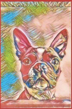 Boston Terrier