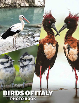 Birds of Italy Photo Book: Explore Italy's Avian Wonders Through A Stunning Collection Of 40 Beautiful Images