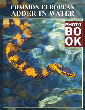 Common European Adder In Water Photo Book: Explore 40 Stunning Images Of Europe's Snakes In Their Natural Aquatic Habitat