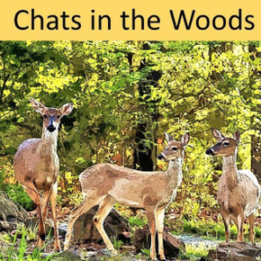 Chats In The Woods