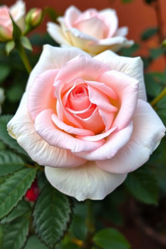 The Beginner's Guide to Roses: Planting, Pruning, and Propagation
