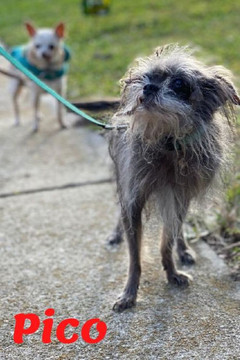Pico: Tiny Dog Massive Penis Pico: Tiny Dog Massive Penis