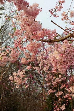 Know The One Whom I Follow: Jc