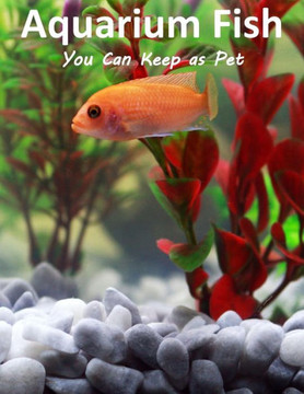 Aquarium Fish You Can Keep As Pets: A List Of Crazy, Exotic Fish To Keep As Pets