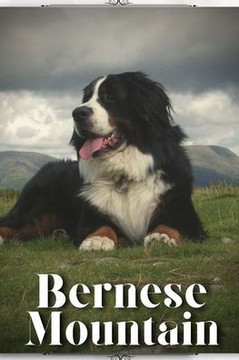 Bernese Mountain: Dog breed overview and guide