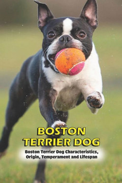 Boston Terrier Dog: Boston Terrier Dog Characteristics, Origin, Temperament and Lifespan