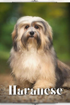Havanese: Dog breed overview and guide