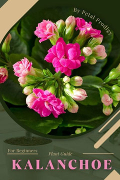 Kalanchoe: Prodigy Petal, Plant Guide