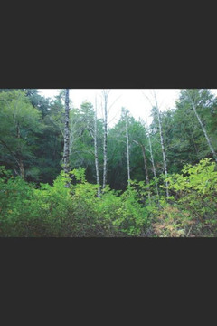 The Amazing Girls: Book 2 - The New Address