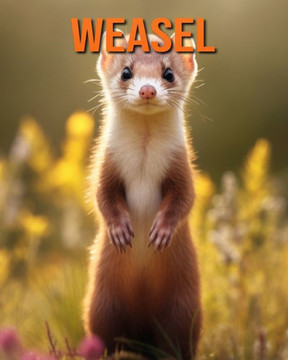 Weasel: Fun Facts Book for Kids with Amazing Photos