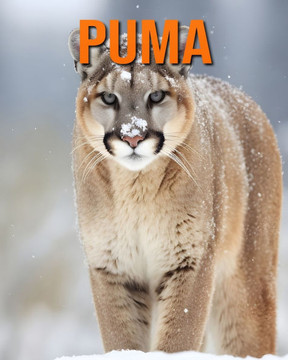Puma: Datos e imágenes divertidas y fascinantes sobre los Puma