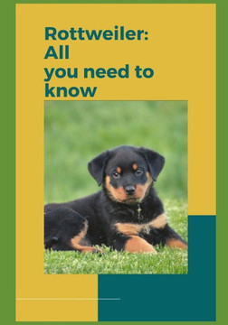 Rottweilers: All you need to know!