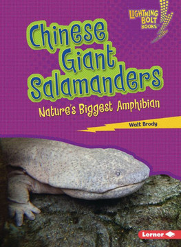 Chinese Giant Salamanders: Nature's Biggest Amphibian Chinese Giant Salamanders: Nature's Biggest Amphibian
