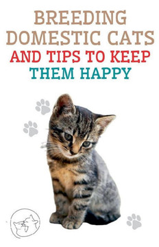 Breeding Domestic Cats and Tips to Keep Them Happy