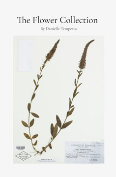The Flower Collection