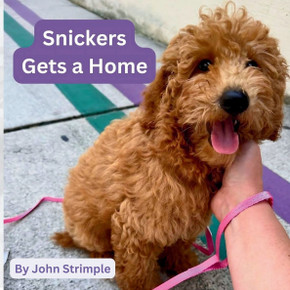 Snickers Gets a Home: All of the excitement surrounding Snickers, a Goldendoodle puppy, getting adopted into a new family.