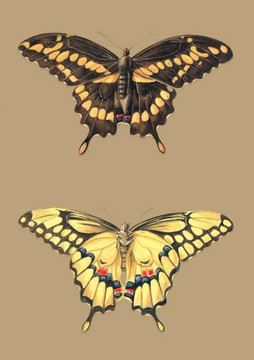 Carnet Lign?? Papillons Cresphontes