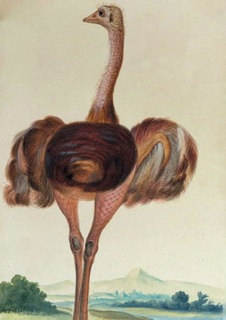 Carnet Lign?? Autruche