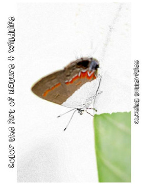 Chasing Butterflies [Line Drawings]: Color The Art Of Nature + Wildlife