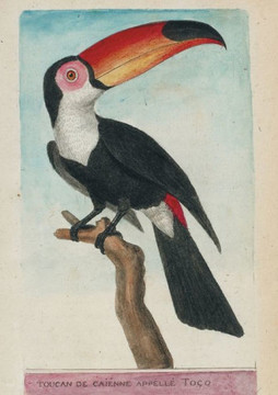 Carnet Lign??Toucan, Dessin 18e Si??le